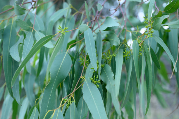 Alles over etherische lemon-eucalyptus olie in één blog